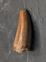 Tyrannosaurus Rex Tooth