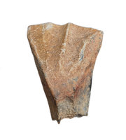 Batyrosaurus Tooth