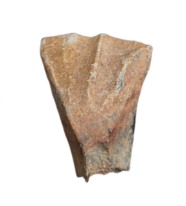 Batyrosaurus Tooth