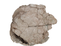 Stylemys (Tortoise), White River Group
