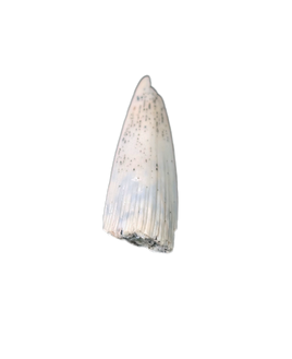 Early Tetrapod or Lobed Finned Fish Tooth, Ketleri Formation, Late Devonian