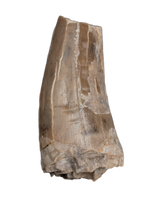 Phytosaur Tooth, Chinle Formation