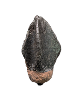 Large Unworn Triceratops Tooth