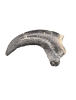 Saurornitholestes  Claw, Judith River Formation