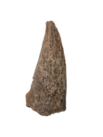 Basilemys sp. (Turtle) Claw, Hell Creek Formation