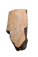 Tyrannosaurus Rex Bone Section