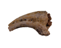 Theropod Dinosaur Hand Claw, Kem Kem