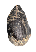 Sauropod Tooth, El Mers Formation