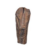 Rooted Hadrosauridae Tooth, Aguja Formation, Texas