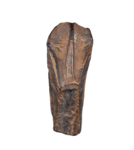Rooted Hadrosauridae Tooth, Aguja Formation, Texas