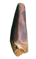 Spinosaurus Tooth