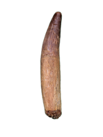 Rooted Spinosaurus Tooth