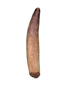 Rooted Spinosaurus Tooth