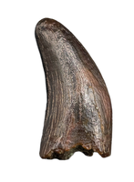 Raptor (Dromaeosaur) Itemirus? Tooth, Bissekty Formation, Uzbekistan
