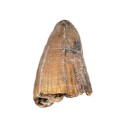 Deinosuchus (Crocodile) Tooth from Texas