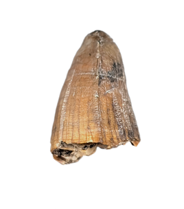 Deinosuchus (Crocodile) Tooth from Texas