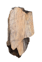 Tyrannosaurus Rex Bone Section