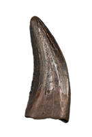 Nanotyrannus Tooth