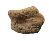 Ornithomimid Toe