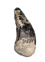 Sauropod Tooth, El Mers Formation