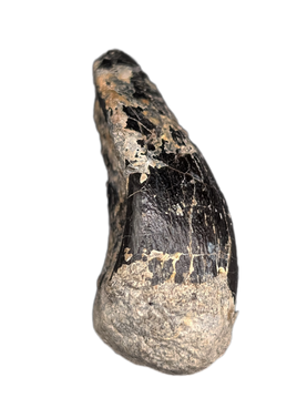 Sauropod Tooth, El Mers Formation