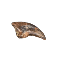 Theropod Claw, Hell Creek Formation