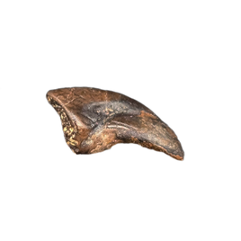 Theropod Claw, Hell Creek Formation
