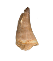 Large Thalassotitan Tooth, Morroco (Mosasaur)