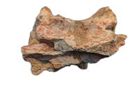 Huge Spinosaurus Tail Vertebra