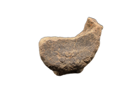 Edmontosaurus Neck Vertebrae