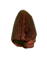 Tyrannosaur Tooth, Judith River Formation