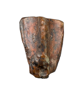 Levnesovia Tooth, Early Hadrosaur, Bissekty Formation, Uzbekistan