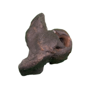 Dolphin (Kentrodontidae) Ear Bone, Calvert Formation, 15-27 Million Years Old