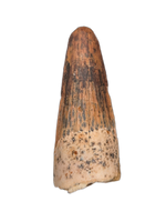 Spinosaurus Tooth