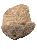 Edmontosaurus Claw (Ungal), Hell Creek Formation