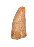 Theropod Tooth from the Mid Jurassic, Madagascar