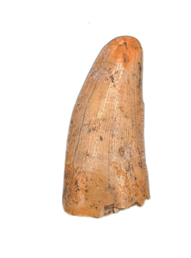 Theropod Tooth from the Mid Jurassic, Madagascar