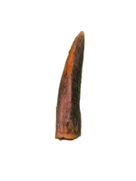 Actual Dromaeosaur (Raptor) Tooth From Kem Kem