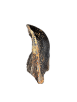 Camarasaurus Tooth from the Morrison Formation
