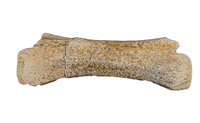 Dakotaraptor/Acheroraptor Caudal(Tail) Vertebra