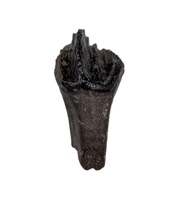Pristine Leptoceratops Tooth from the Hell Creek Formation of