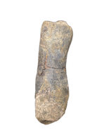 Hypacrosaurus Metatarsal, Two Medicine Formation