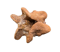 Theropod Dinosaur Vertebra Process, Kem Kem