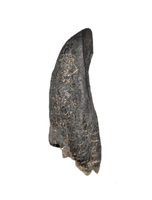 Huge Camarasaurus Tooth from the Morrison Formation