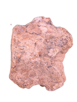 Hadrosaur (Parasaurolophus?) Tail Vertebrae from the Kaiparowitz Formation of Utah.
