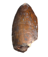 Phytosaur Dentary Tooth, Chinle Formation
