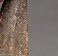 Suchomimus Tooth with Some Visible Serrations
