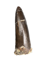 Ceratosaur Anterior Tooth, El Mers Formation