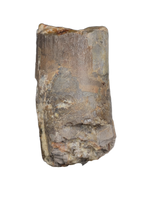 Diplodocus Tooth