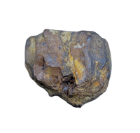 Leptoceratops Tooth from the Lance Formation